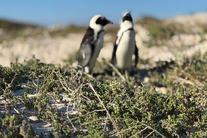 Cape Peninsula Full-Day: Cape of Good Hope, Penguins & Chapman's Peak Scenic Drive photo 2