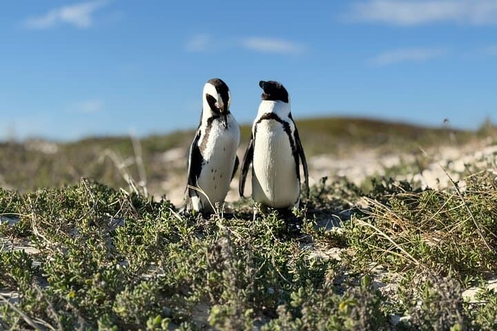 Cape Peninsula Full-Day: Cape of Good Hope, Penguins & Chapman's Peak Scenic Drive photo 4