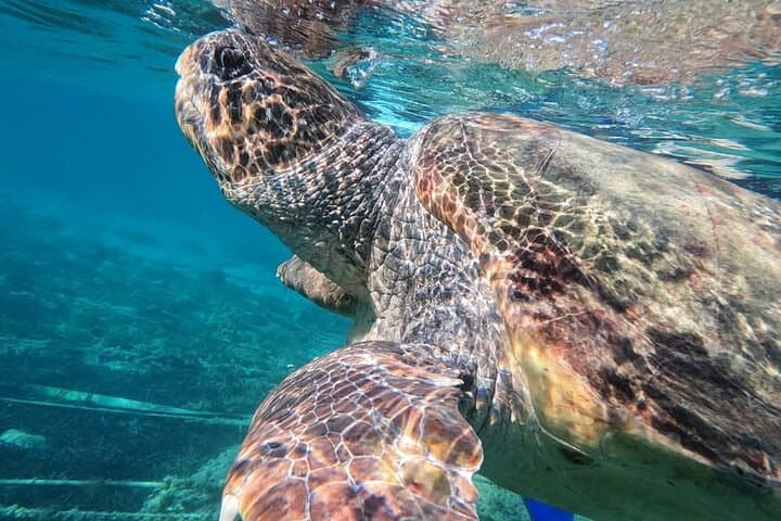Paphos Turtle Watching: Sea-Scooter Snorkel Adventure in Cyprus photo 4