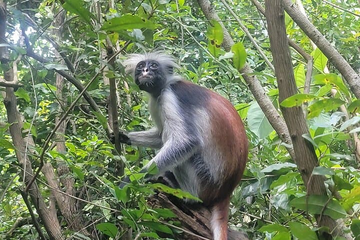 Jozani Forest to The Rock: Full-Day Zanzibar Coastal Explorer