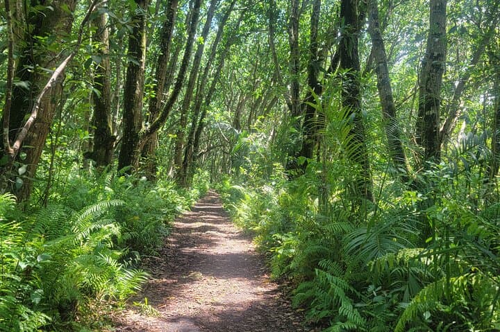 Jozani Forest to The Rock: Full-Day Zanzibar Coastal Explorer photo 3