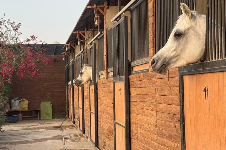 Horseback Riding in Saudi Arabia: Riyadh Red Sands, Jeddah Coast & Al Ula Trails photo 6