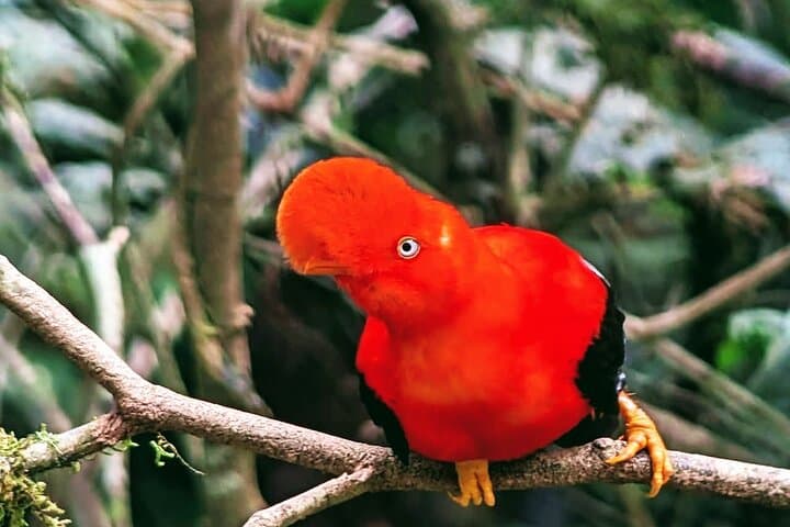 2-Day Manu Jungle Tour from Cusco — Amazon Pona Lodge Wildlife Immersion
