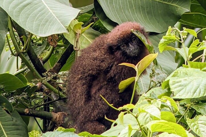 2-Day Manu Jungle Tour from Cusco — Amazon Pona Lodge Wildlife Immersion photo 3