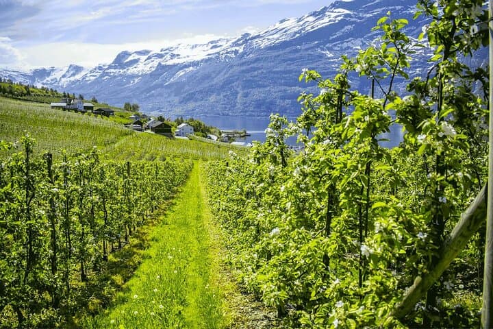 Hardangerfjord Waterfalls & Ferry Crossing Day Tour from Bergen photo 4