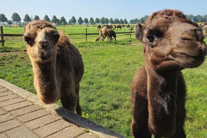Camel Dairy Tour from Amsterdam to Berlicum — Visit the Netherlands' Only Camel Farm photo 1