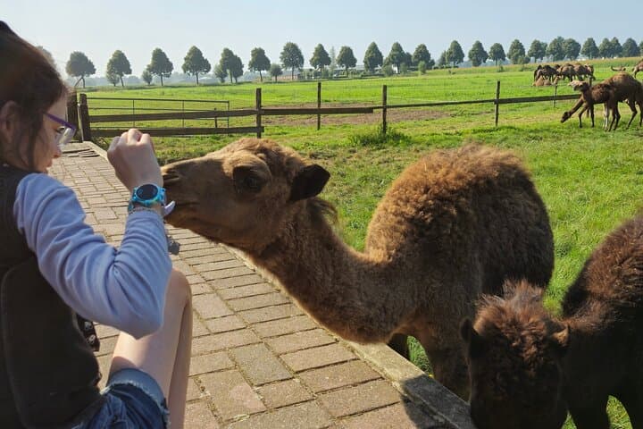 Camel Dairy Tour from Amsterdam to Berlicum — Visit the Netherlands' Only Camel Farm photo 2