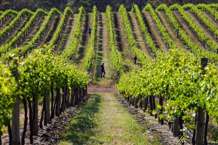 Adelaide Shore Excursion: Barossa Wine, Mount Lofty Views & Hahndorf Day Tour photo 6