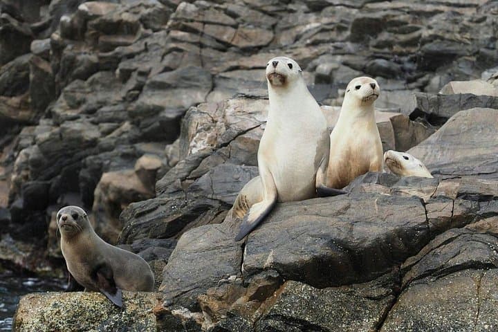Kangaroo Island Ultimate Adventure: Sandboarding, Kayaking & Sundowner Cruise from Kingscote photo 3