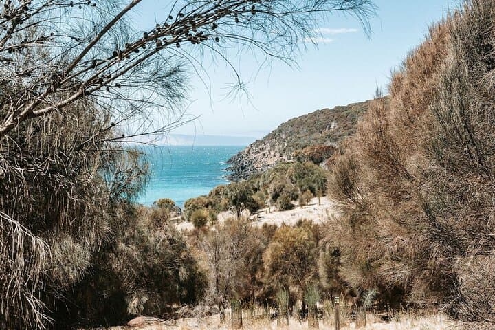 Kangaroo Island Ultimate Adventure Tour from Penneshaw — Hike, Lunch & Dolphin Swim photo 4