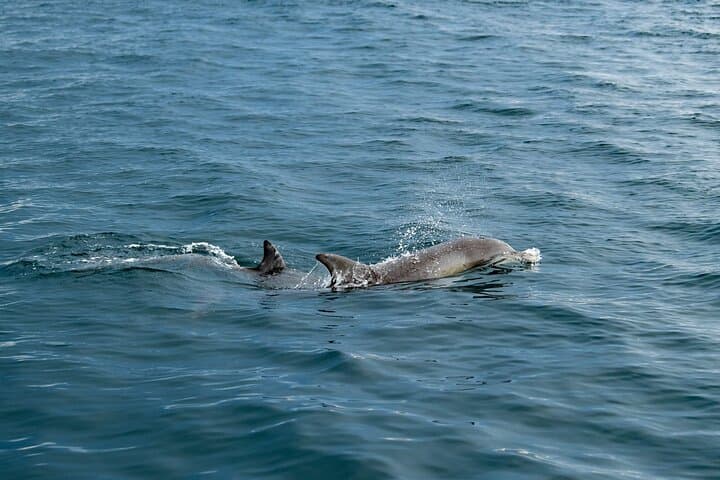 Kangaroo Island Ultimate Adventure Tour from Penneshaw — Hike, Lunch & Dolphin Swim photo 1