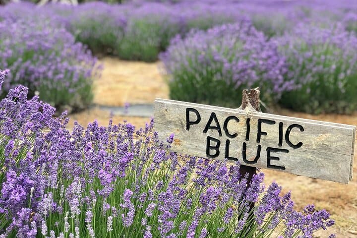 Kangaroo Island in 3 Days: Wildlife, Coastlines, and Cellar Doors photo 2