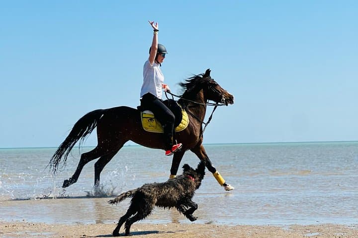 Ride the Red Sea: Desert-to-Shore Horseback Adventure in Hurghada photo 1