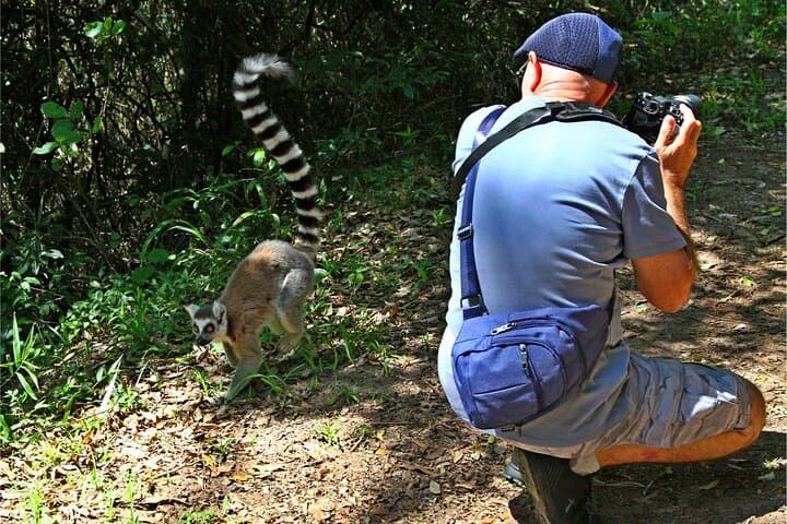 Hidden Forest Wildlife Sanctuary: Primate Encounters Near Durban