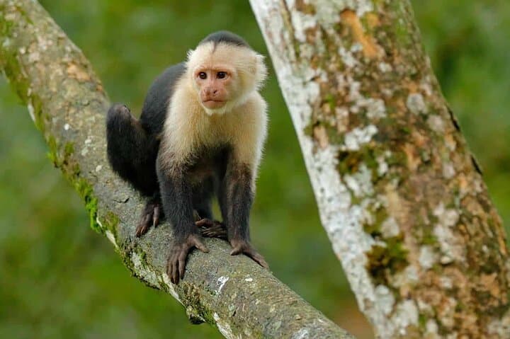 Puntarenas Eco Safari: Tárcoles River Crocs, Monkeys & Pacific Views photo 4