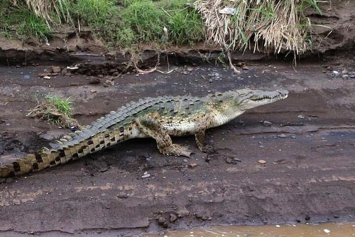 Puntarenas Eco Safari: Tárcoles River Crocs, Monkeys & Pacific Views photo 5