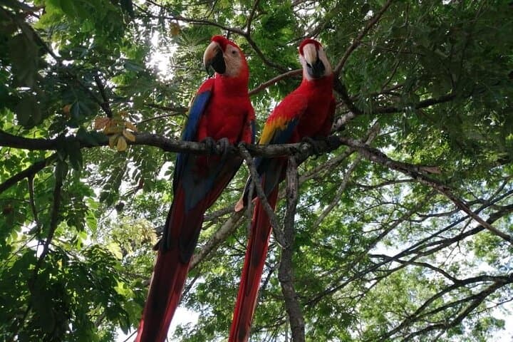 Puntarenas Eco Safari: Tárcoles River Crocs, Monkeys & Pacific Views photo 6