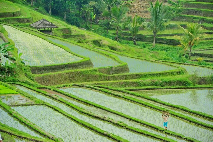 Ubud Day Tour: Bali Swing, Tegalalang Rice Terraces & Ubud Palace Guide photo 4