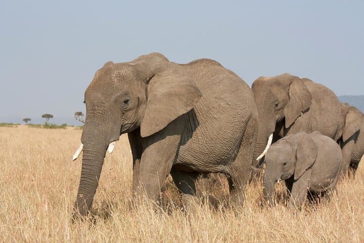 Amboseli in Two Days: A Practical Guide to Kilimanjaro Views and Elephant-Rich Game Drives
