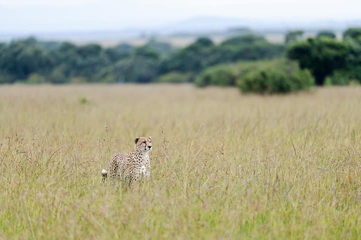 7-Day Kenya Safari: Amboseli, Naivasha, Nakuru & Masai Mara photo 2