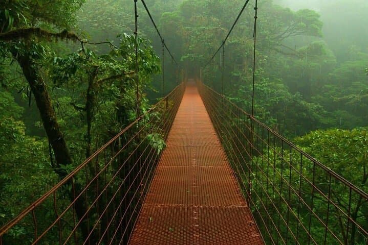 Monteverde Skywalk and Coffee Experience: Cloud Forest Bridges, Traditional Lunch & Chocolate Tour