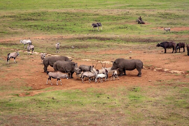 Full-Day Safari to Lake Nakuru from Nairobi: Flamingos, Rhinos & Rift Valley Views photo 2
