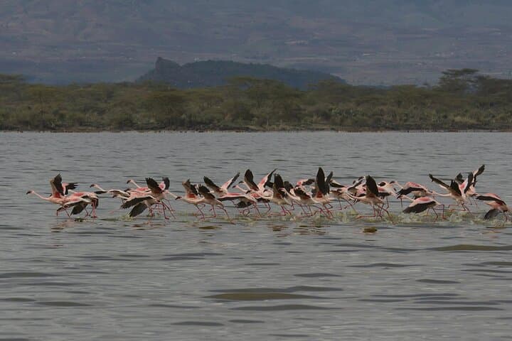 Full-Day Safari to Lake Nakuru from Nairobi: Flamingos, Rhinos & Rift Valley Views photo 3