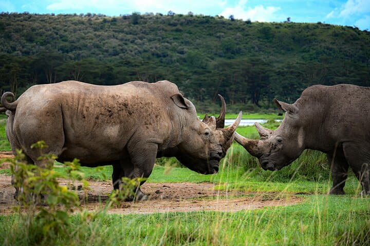 Full-Day Safari to Lake Nakuru from Nairobi: Flamingos, Rhinos & Rift Valley Views photo 4
