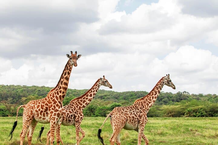 3-day-maasai-mara-safari-from-nairobi-4x4-small-group