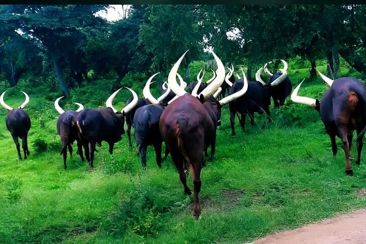Buganda Cultural Immersion: 5-Day Uganda Culture Tour from Kampala photo 5