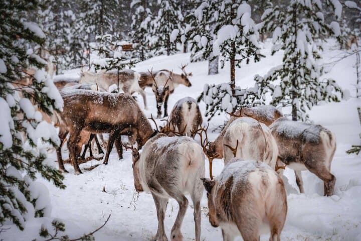 Levi Snowshoe & Reindeer Encounter — Hike to Santa's Cabin photo 5