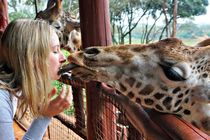 Nairobi Airport Layover: Giraffe Centre Encounter & Conservation Tour