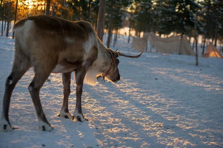 Levi Snowshoe & Reindeer Encounter — Hike to Santa's Cabin photo 2