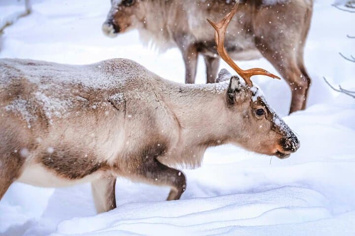 Levi Snowshoe & Reindeer Encounter — Hike to Santa's Cabin photo 3