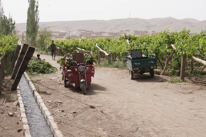 Turpan 10-Highlights Private Tour — Grape Valley, Emin Minaret & Bezeklik Caves photo 4