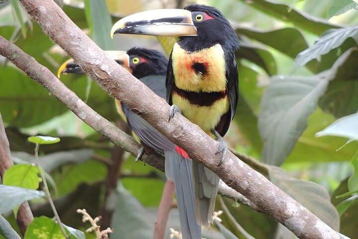 Mindo Cloud Forest Private Day Tour — Hummingbirds, Waterfalls & Cable Car from Quito