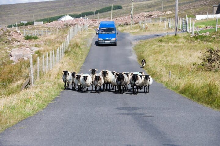 Galway to Killarney Scenic Transfer with Stops — Cliffs of Moher & Adare En Route photo 4