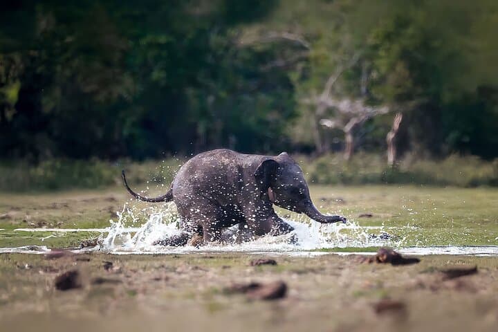 Yala Leopard Safari from Tissamaharama: Shared Jeep Tours and Wildlife Viewing photo 2