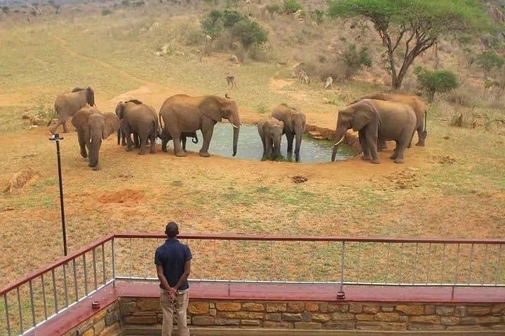 3-Day Tsavo East & West Safari with Mzima Springs — Big Five Game Drive from Nairobi