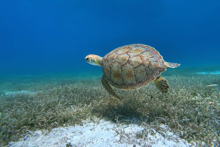 Aruba Turtle Spotting Snorkeling Adventure — Swim with Sea Turtles