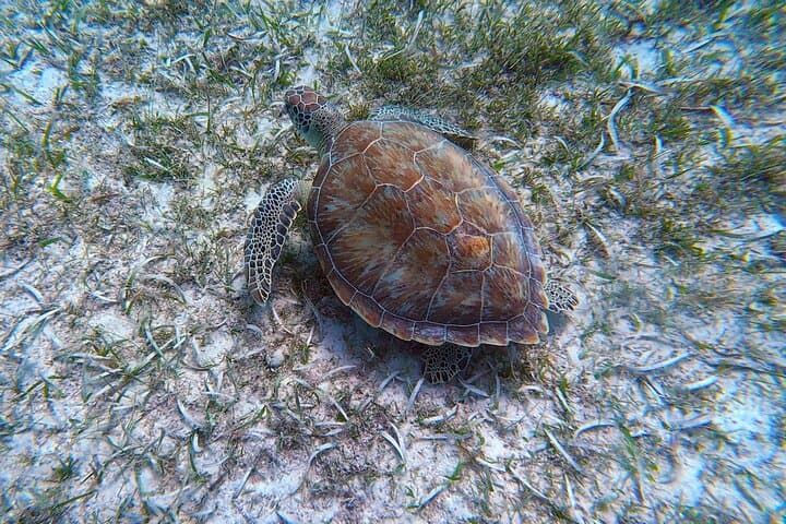 Aruba Turtle Spotting Snorkeling Adventure — Swim with Sea Turtles photo 4