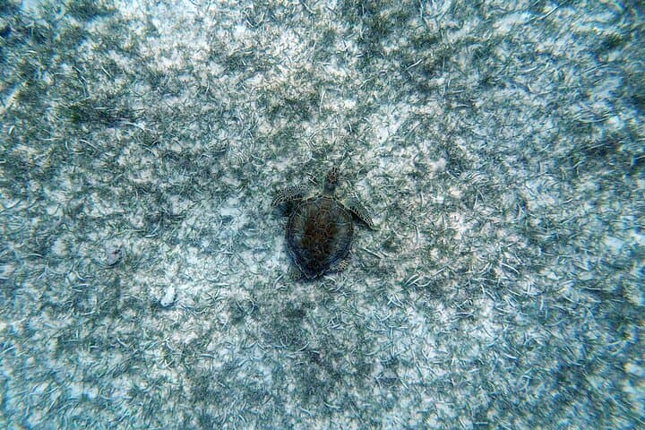 Aruba Turtle Spotting Snorkeling Adventure — Swim with Sea Turtles photo 5