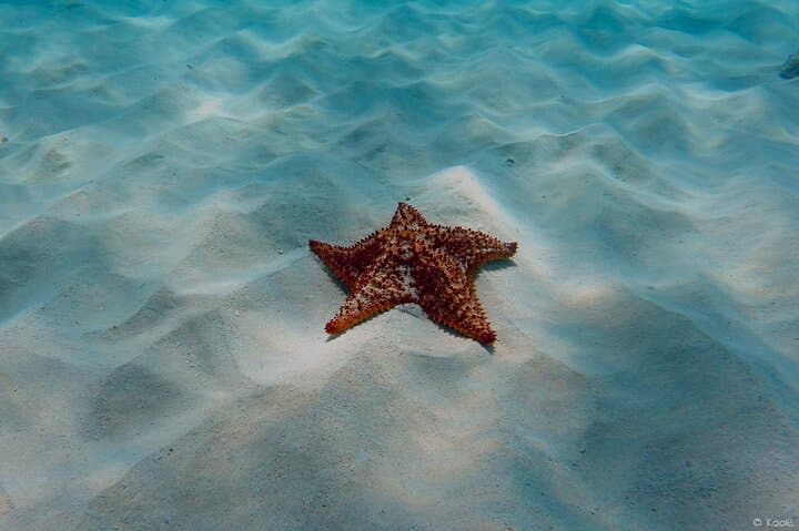 Aruba Turtle Spotting Snorkeling Adventure — Swim with Sea Turtles photo 6