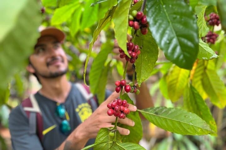 Private Coffee Trail ATV Tour to El Limón Waterfall — Samaná ATV and Coffee Experience photo 3