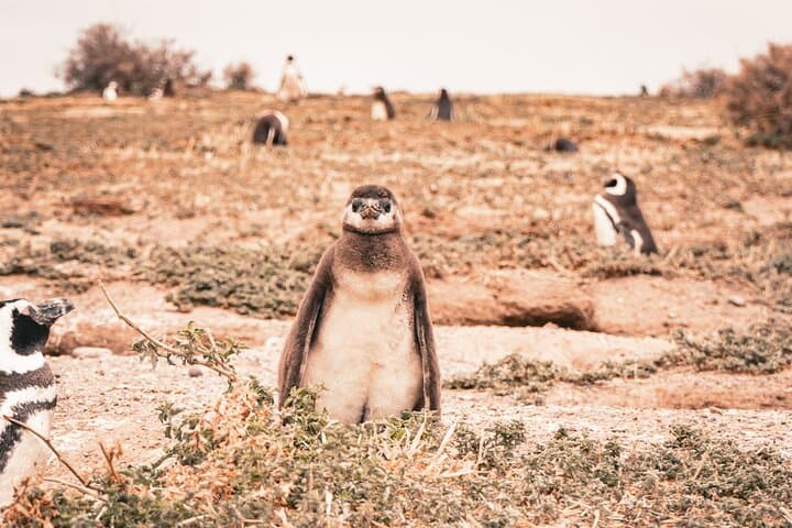 Punta Tombo and Isla Escondida: Penguin and Elephant Seal Watching from Puerto Madryn photo 2