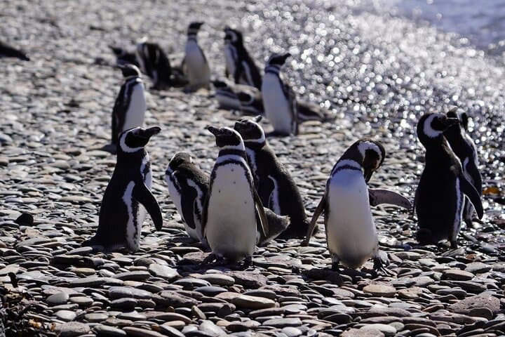 Punta Tombo and Isla Escondida: Penguin and Elephant Seal Watching from Puerto Madryn photo 4