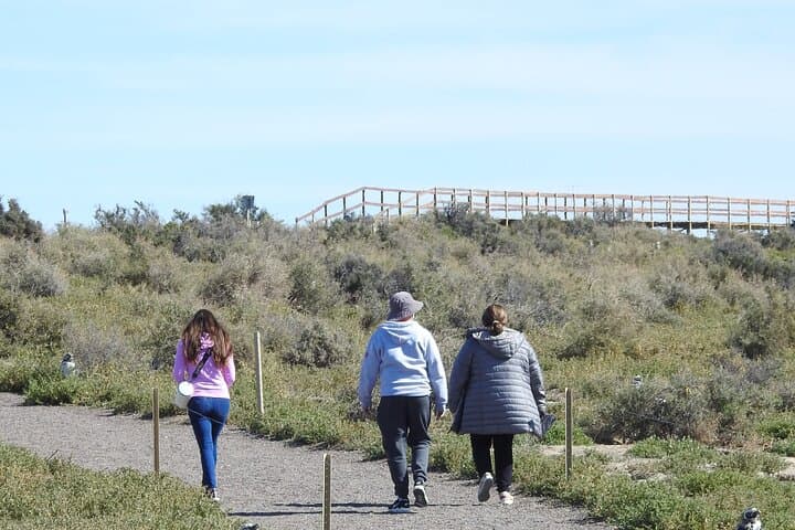 Punta Tombo and Isla Escondida: Penguin and Elephant Seal Watching from Puerto Madryn photo 5