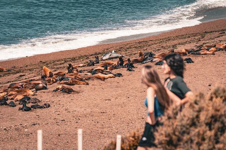 Punta Tombo and Isla Escondida: Penguin and Elephant Seal Watching from Puerto Madryn photo 6