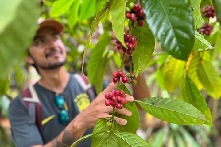 Private Coffee Trail ATV Tour to El Limón Waterfall — Samaná ATV and Coffee Experience photo 5