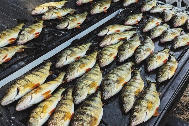 Guided Jumbo Perch Fishing Trip on Lake Cascade photo 3